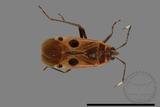 ǦW:Physopelta parviceps