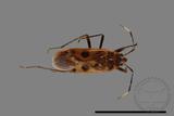 ǦW:Physopelta parviceps