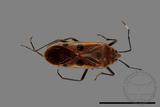 ǦW:Physopelta quadriguttata