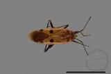 ǦW:Physopelta quadriguttata