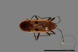 ǦW:Physopelta quadriguttata