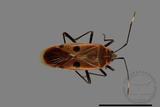 ǦW:Physopelta quadriguttata