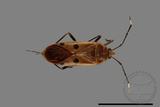 ǦW:Physopelta quadriguttata