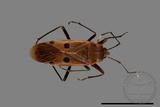 ǦW:Physopelta quadriguttata