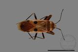 ǦW:Physopelta quadriguttata