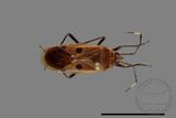 ǦW:Physopelta quadriguttata