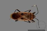 ǦW:Physopelta quadriguttata