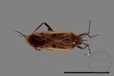 ǦW:Physopelta quadriguttata