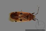 ǦW:Physopelta quadriguttata