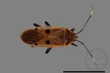 ǦW:Physopelta quadriguttata