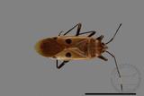 ǦW:Physopelta quadriguttata