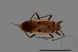 ǦW:Physopelta quadriguttata