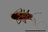 ǦW:Physopelta parviceps