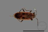 ǦW:Physopelta parviceps