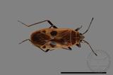 ǦW:Physopelta parviceps