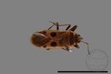 ǦW:Physopelta parviceps