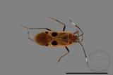 ǦW:Physopelta parviceps