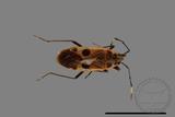 ǦW:Physopelta parviceps