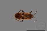 ǦW:Physopelta parviceps