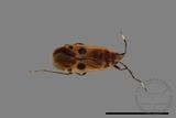 ǦW:Physopelta parviceps