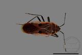 ǦW:Physopelta quadriguttata