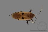 ǦW:Physopelta quadriguttata