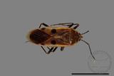 ǦW:Physopelta quadriguttata