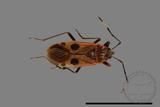 ǦW:Physopelta parviceps