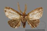 ǦW:Lymantriidae Lymantriidae