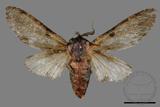 ǦW:Hyrpyia microsticta baibarana