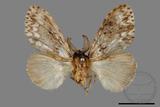 ǦW:Lymantria grisea kosemponis