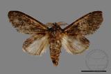 ǦW:Vaneeckeia pallidifascia centrobrunnea