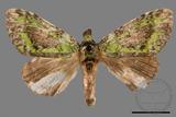 ǦW:Somera viridifusca viridifusca