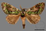 ǦW:Somera viridifusca viridifusca