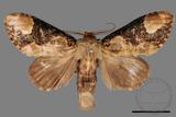 ǦW:Formofentonia orbifer rotundata