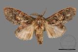 ǦW:Vaneeckeia pallidifascia centrobrunnea