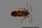 ǦW:Physopelta parviceps