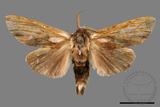 ǦW:Tensha striatella