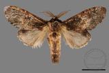 ǦW:Vaneeckeia pallidifascia centrobrunnea