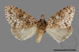 ǦW:Lymantria grisea kosemponis