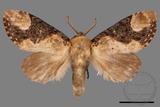 ǦW:Formofentonia orbifer rotundata