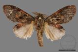 ǦW:Vaneeckeia pallidifascia centrobrunnea