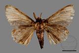 ǦW:Lymantria mathura subpallida