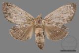 ǦW:Syntypistis viridipicta