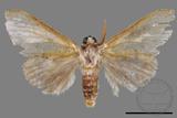 ǦW:Cnethodonta grisescens baibarana