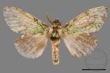 ǦW:Somera viridifusca viridifusca