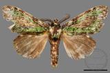 ǦW:Somera viridifusca viridifusca