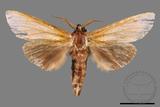 ǦW:Tensha striatella