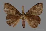 ǦW:Ilema olivacea