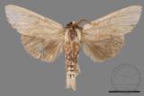 ǦW:Tensha striatella